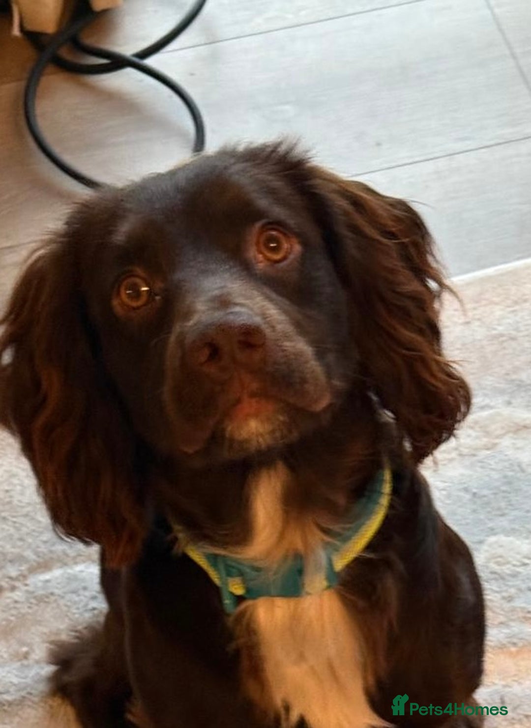 Cocker Spaniel dogs for sale: Gorgeous male spaniel for sale in Rochester - Image 1