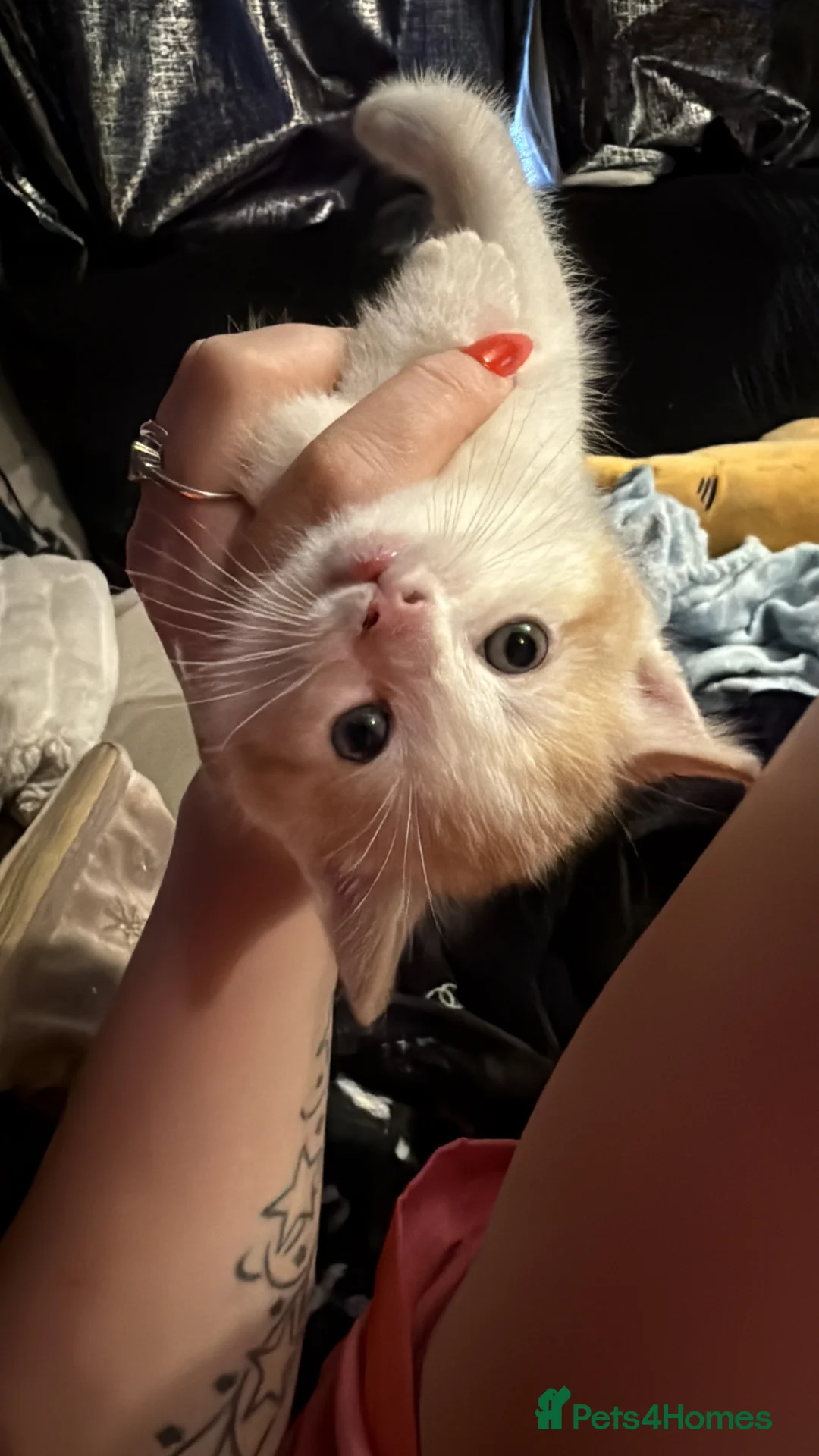 Mixed Breed cats for sale: Kittens  in Tonbridge - Advert 3