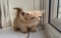 Exotic cats for sale: Super high quality Exotics - TICA reg pedigree - Image 22