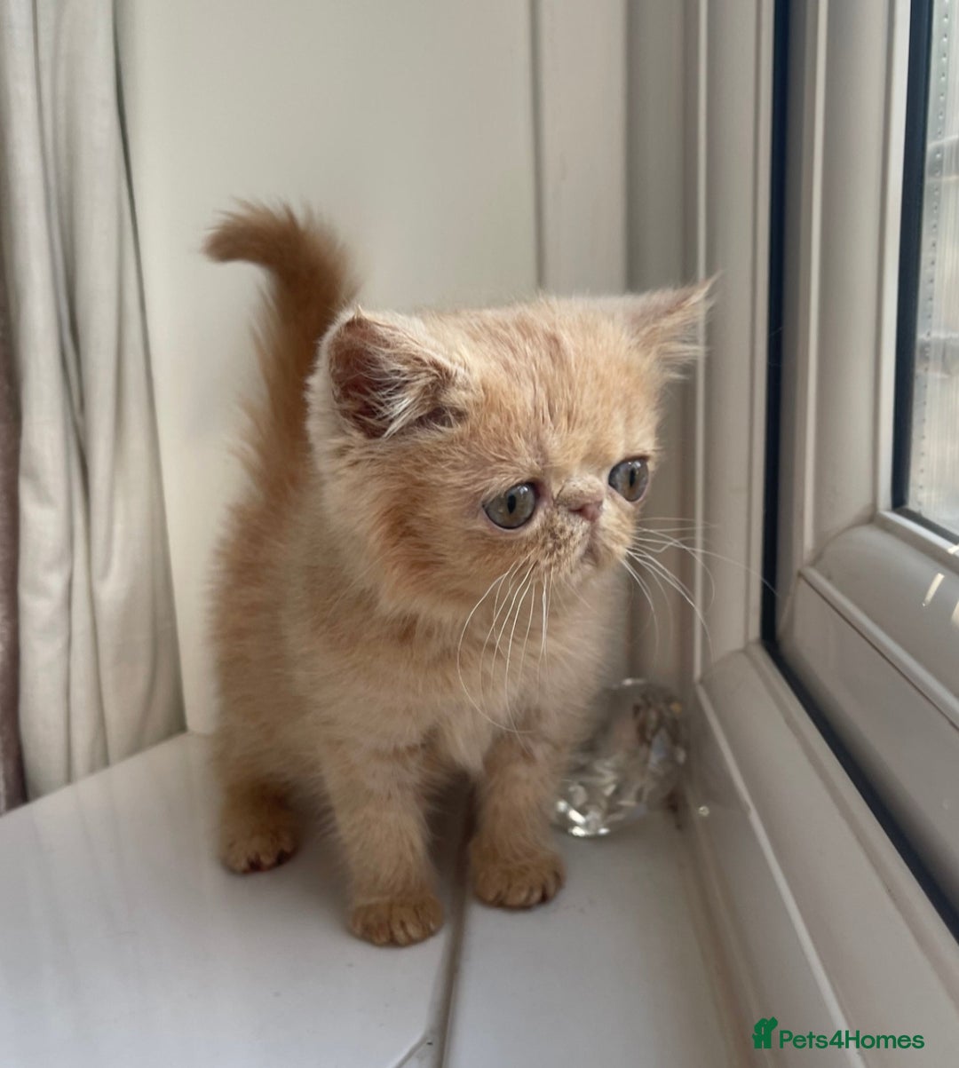 Exotic cats for sale: Super high quality Exotics - TICA reg pedigree - Image 22