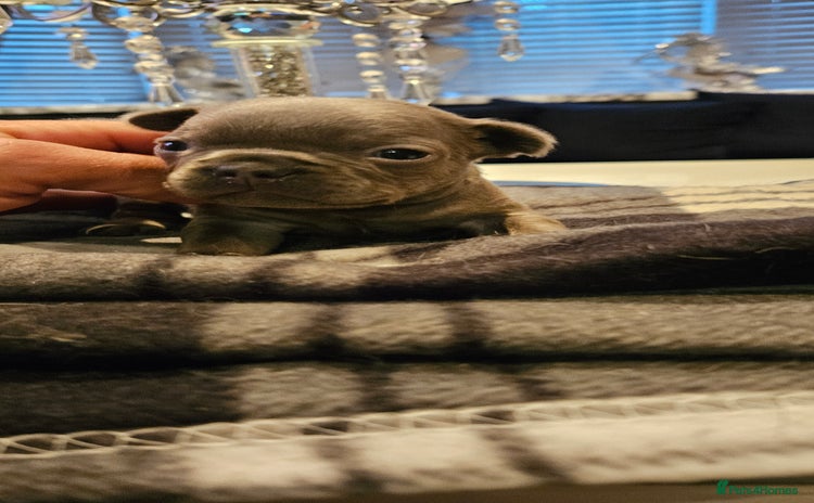 French Bulldog dogs - Advert 18