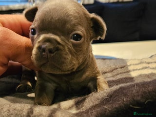 French Bulldog dogs - Advert 17