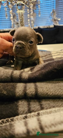 French Bulldog dogs - Advert 18