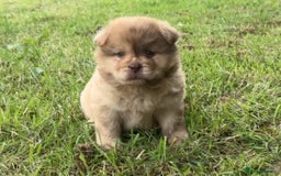 Chow Chow dogs for sale: Exotic colour chowsky puppies for sale  - Image 3