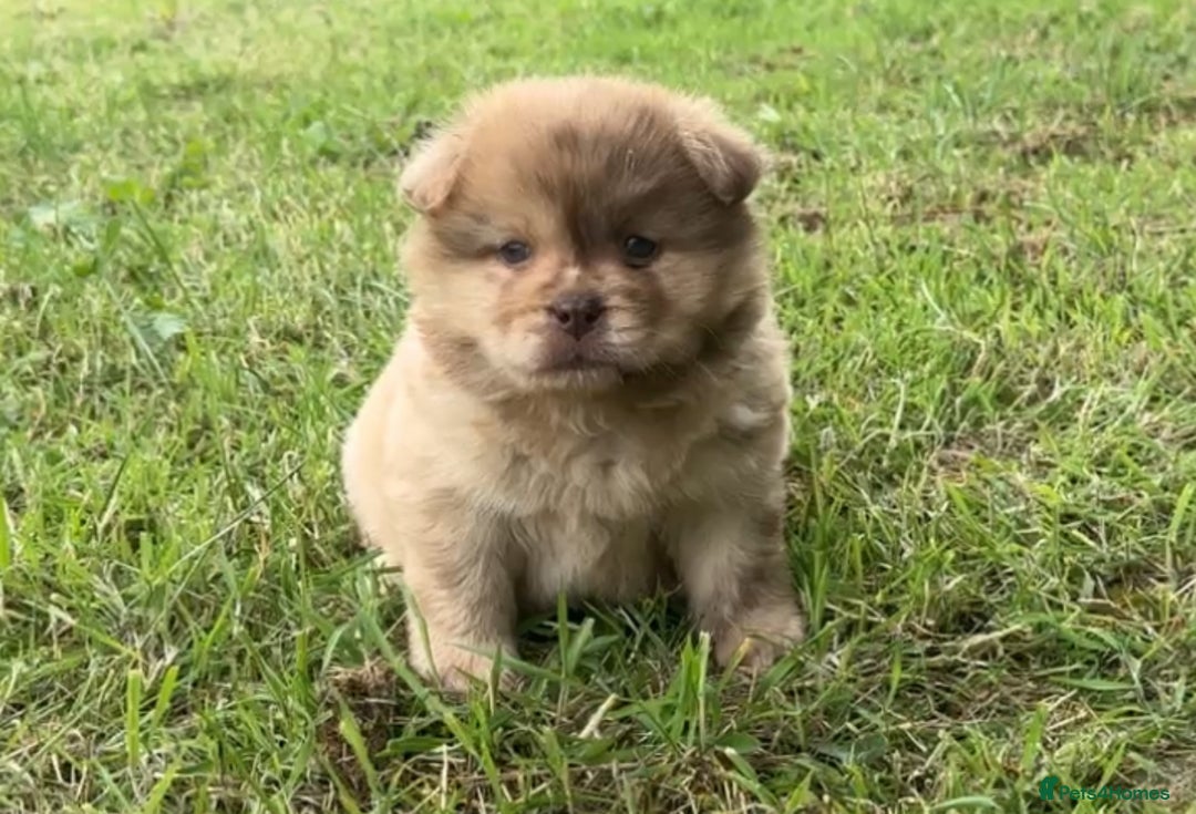Chow Chow dogs for sale: Exotic colour chowsky puppies for sale  - Image 3