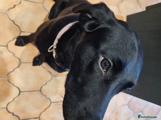 Labrador Retriever dogs Labrador working dog - Advert 14