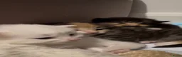 Turkish Angora cats for sale: Beautiful Turkish Angora Kittens 🍼🐱🐾 - Advert 7