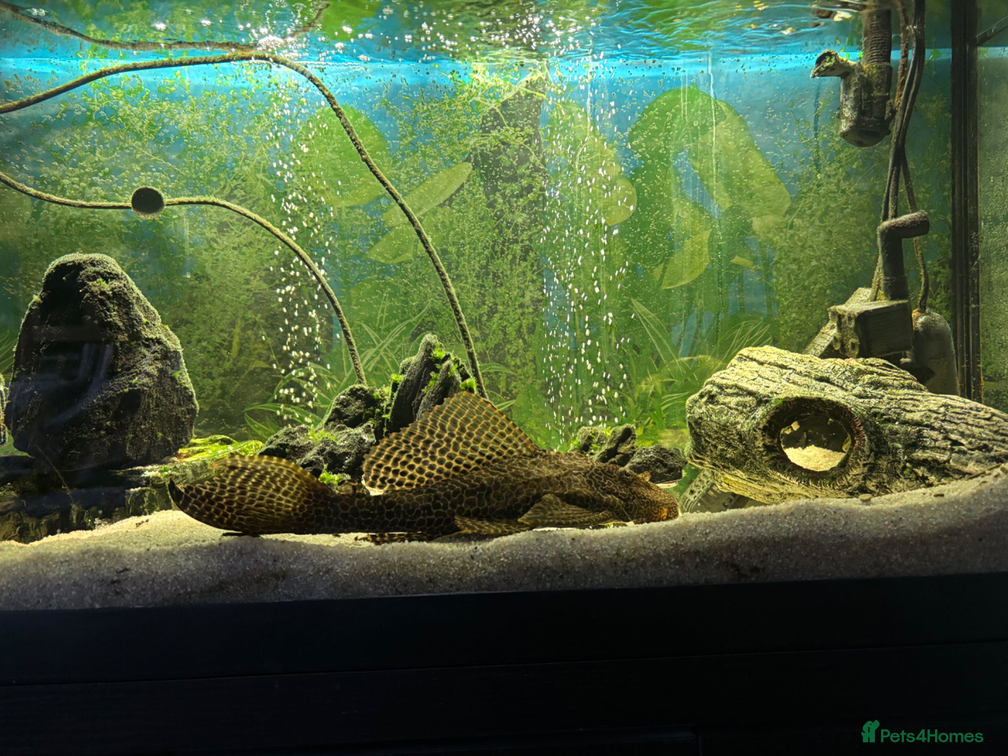 Plecos fish Common plec - approx 10 years - 12 inches - Advert 2