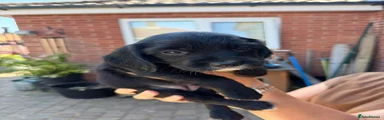 Sprocker 5