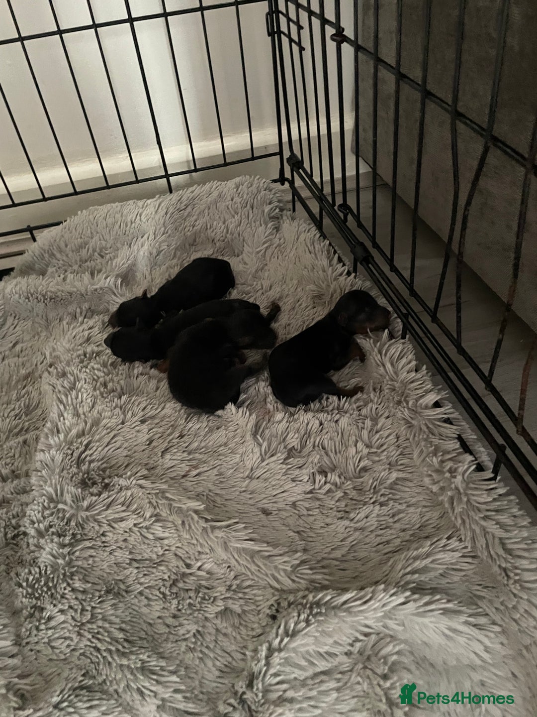 Yorkshire Terrier dogs for sale: PEDIGREE MINI YORKSHIRE TERRIER, VACCINATED,   - Image 4