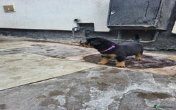 Rottweiler dogs for sale: Rottweiler puppy's 2 boys 5 girls - Image 7
