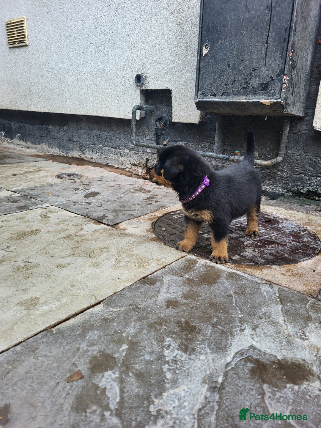 Rottweiler dogs for sale: Rottweiler puppy's 2 boys 5 girls - Image 7