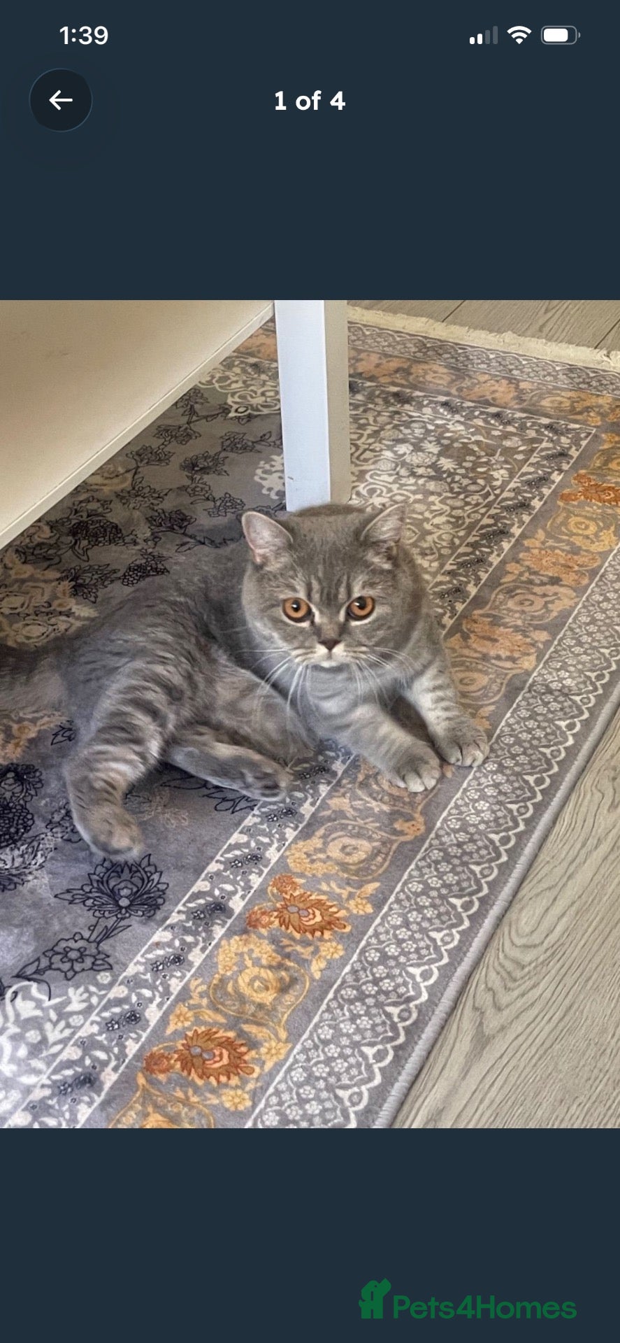 British Shorthair cats British shorthair female  - Advert 1