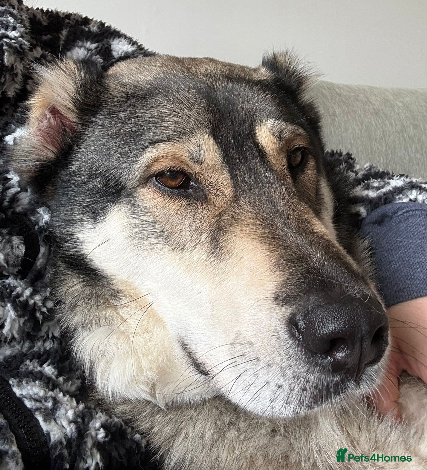 Mixed Breed dogs Beautiful Kira - Advert 16