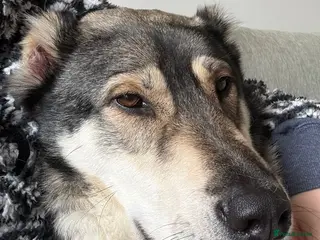 Mixed Breed dogs Beautiful Kira - Advert 16