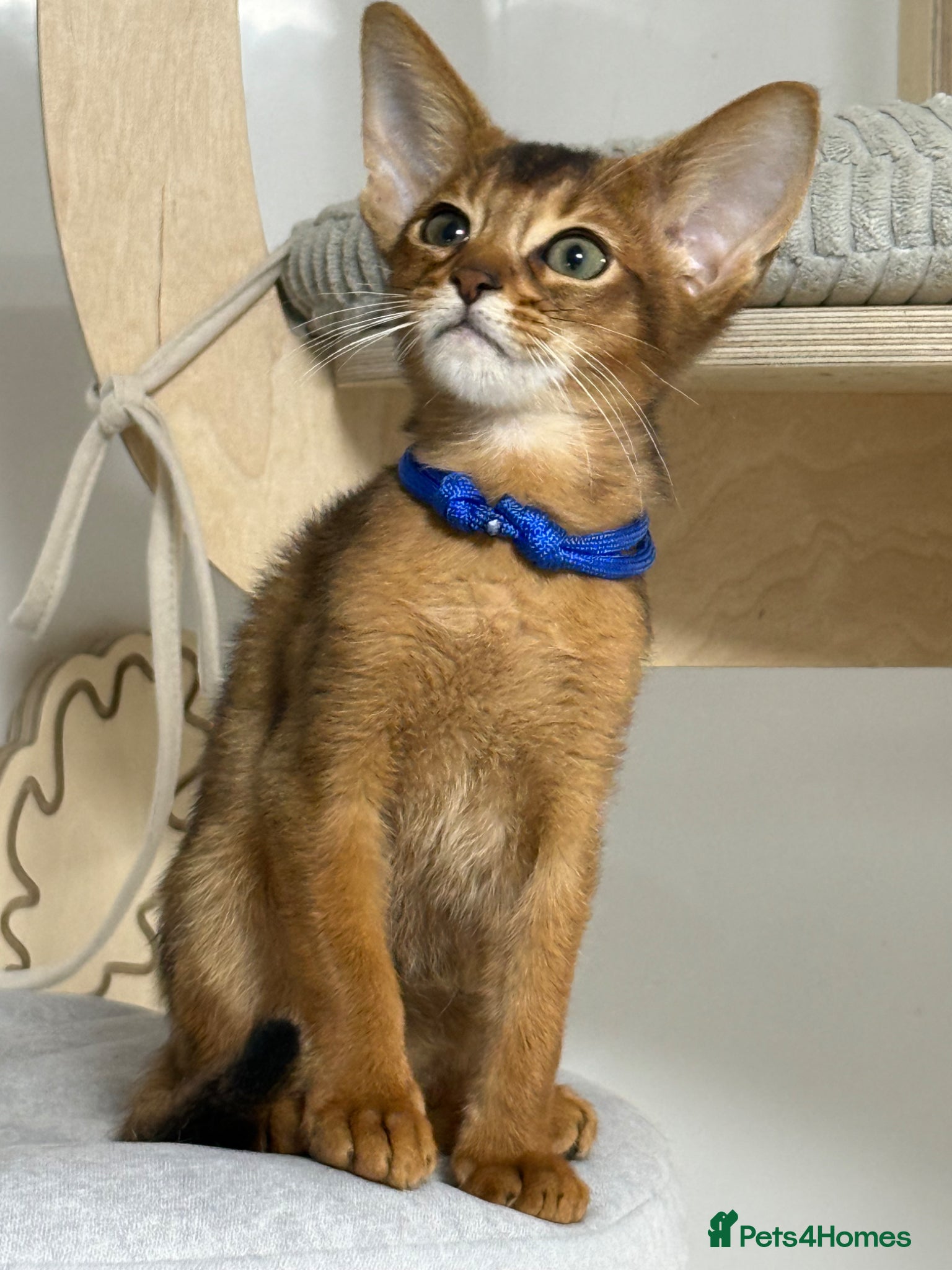 Abyssinian cats Amazing kittens GCCF  - Advert 1