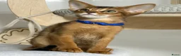 Abyssinian cats for sale:     Gorgeous kittens from champion parents 😽 - Advert 1
