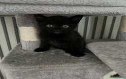 British Shorthair cats for sale: 🐾✨British Shorthair × Silver Tabby Kittens✨🐾 - Image 13