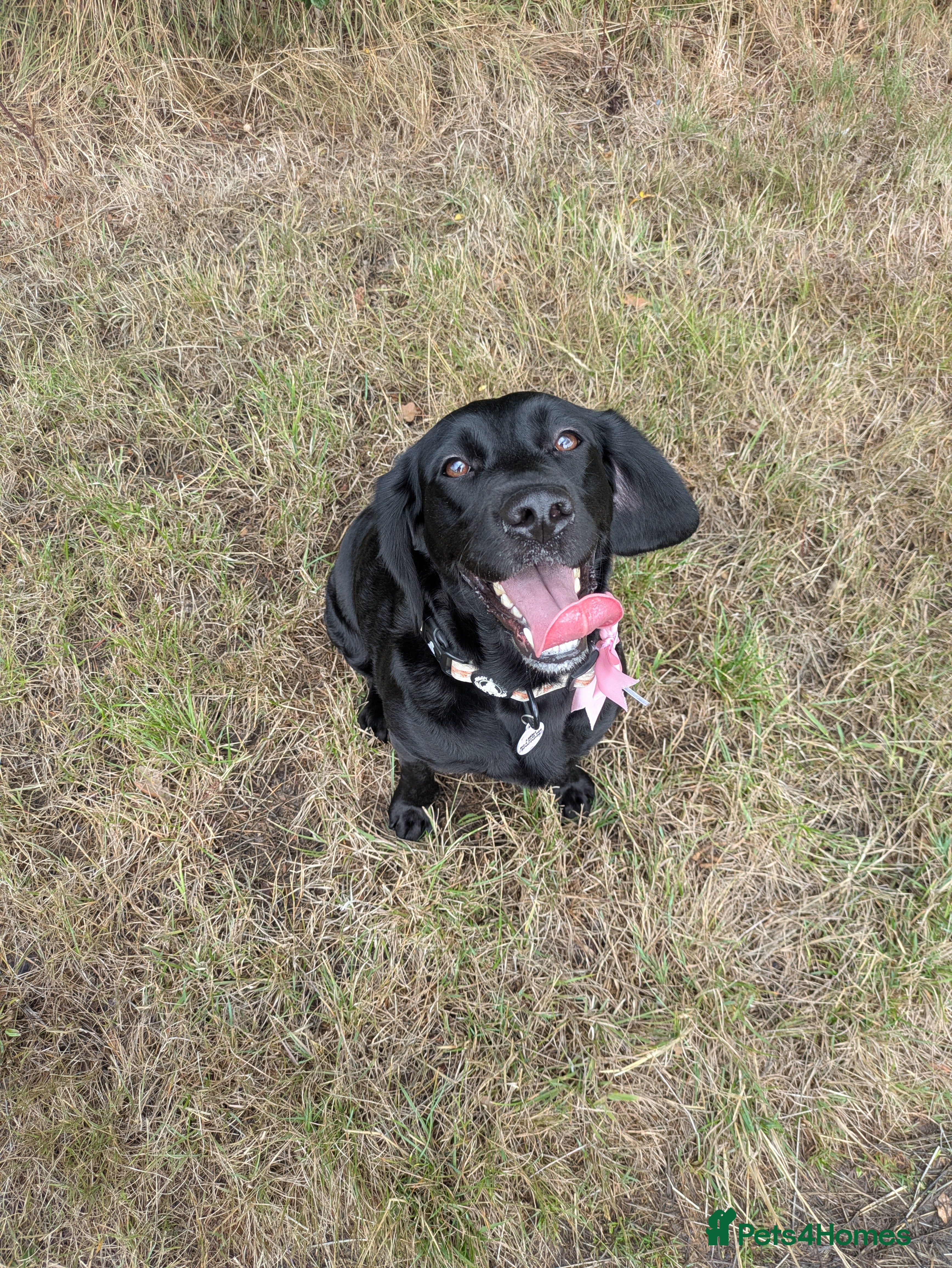 Springador dogs 3 year old female Springador - Advert 1