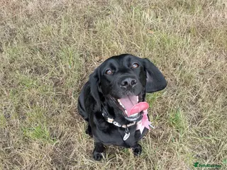 Springador dogs 3 year old female Springador - Advert 1