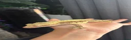 Gecko reptiles for sale: Crested geckos  - Advert 4