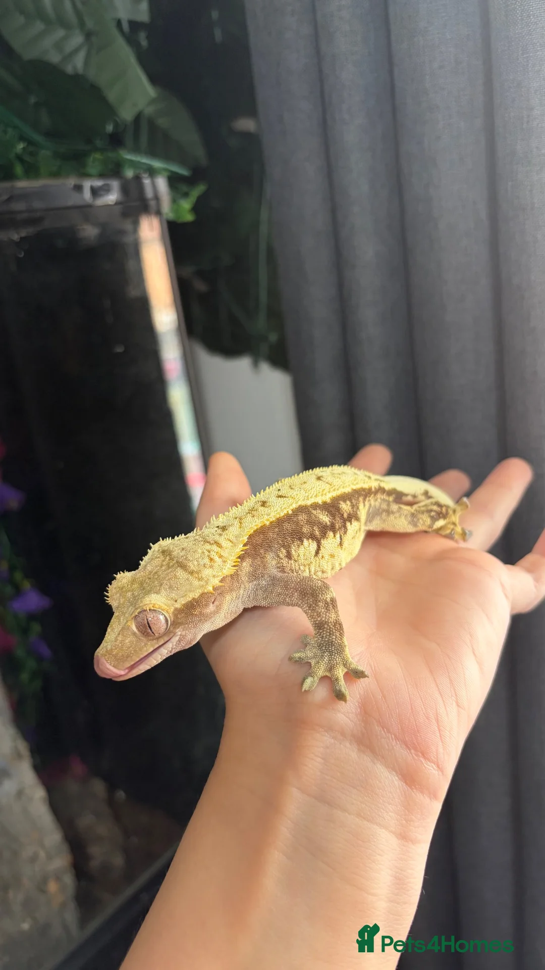 Gecko reptiles for sale: Crested geckos  - Advert 4