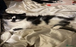Mixed Breed cats for sale: Black and white mixed cat  - Image 6