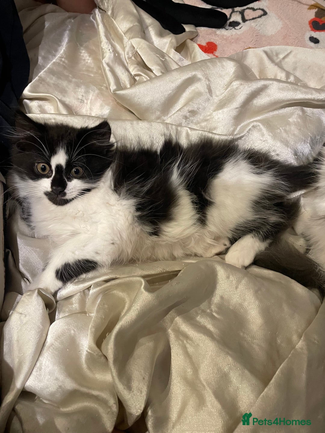 Mixed Breed cats for sale: Black and white mixed cat  - Image 6