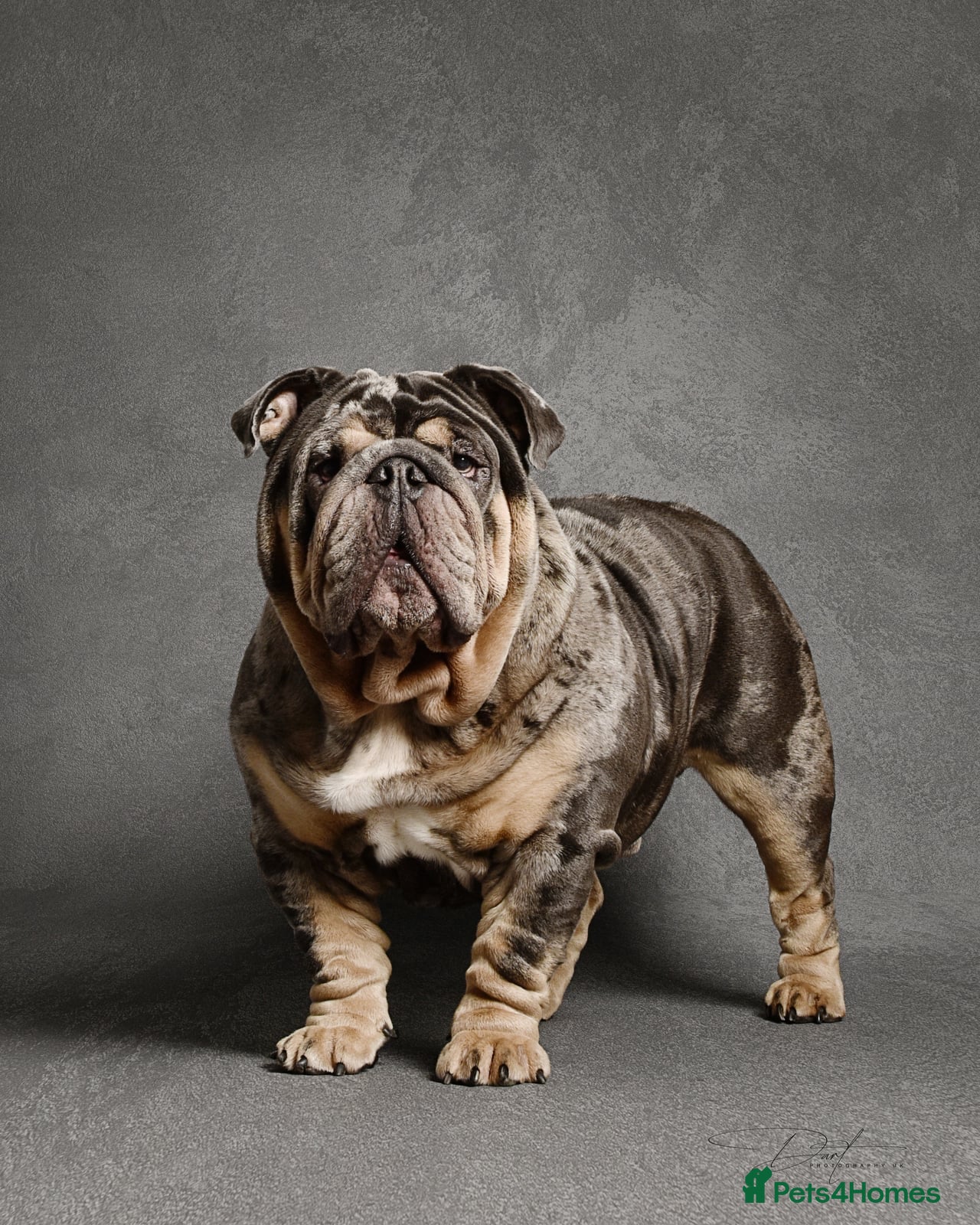 English Bulldog dogs WOW! look at our boy Emilio 💙 in Wednesbury - Advert 24