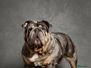 English Bulldog dogs WOW! look at our boy Emilio 💙 in Wednesbury - Advert 21