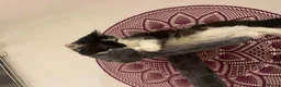 Mixed Breed cats for sale: Siberian Cross  female  - Advert 5