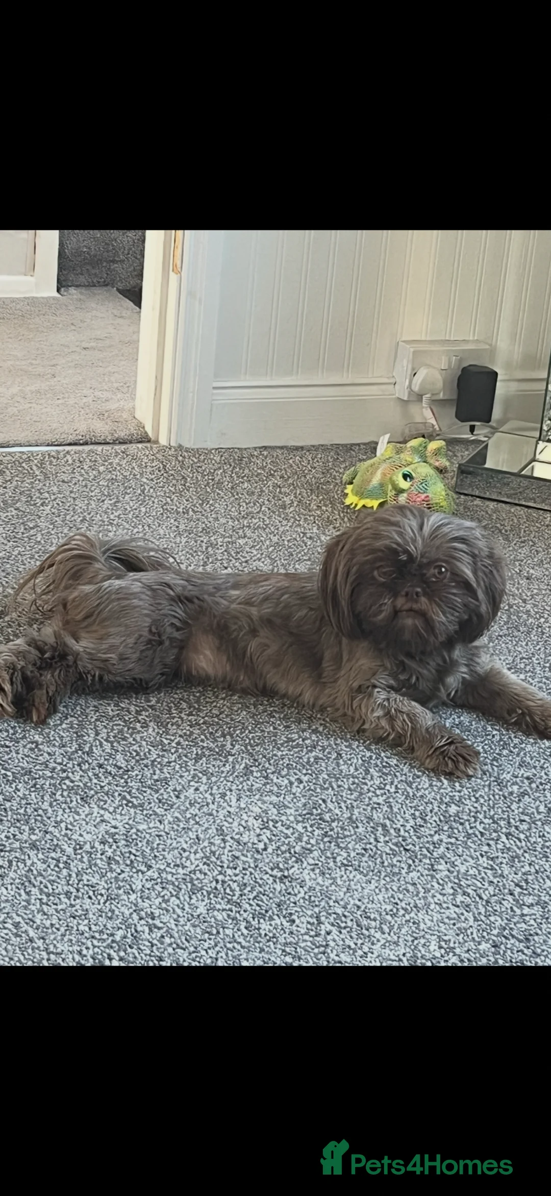 Shih Tzu dogs for sale: Stunning Shih Tzu puppies  in Wisbech - Advert 2
