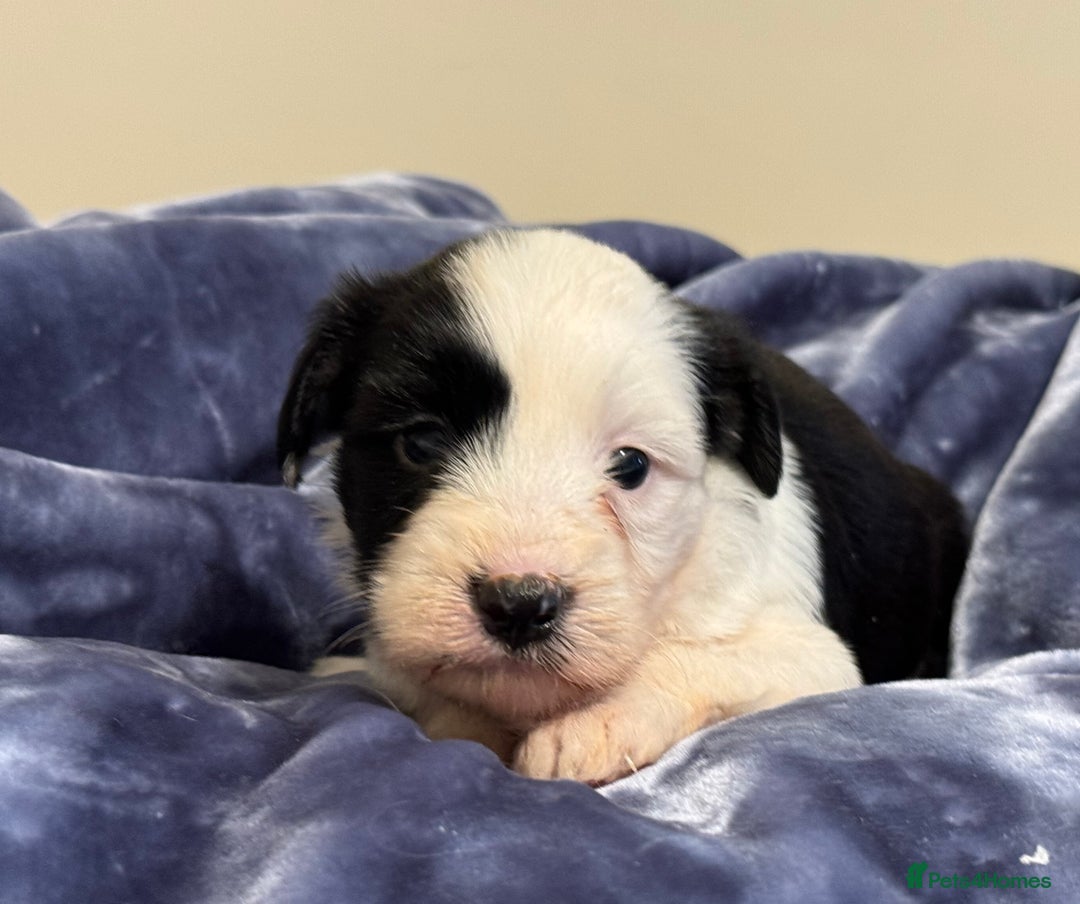 Tibetan Terrier dogs for sale: Stunning KC Reg Tibetan terrier Puppies  - Advert 4