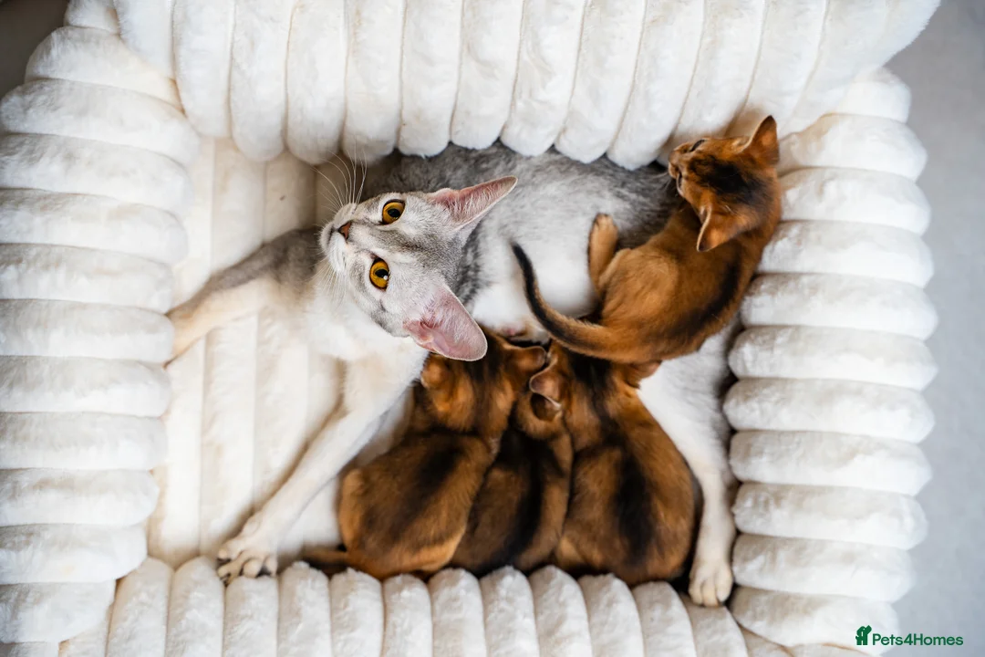 Abyssinian cats for sale: Ruddy Abyssinians Kittens-Outstanding Pedigree  - Advert 11