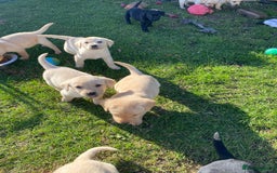 Labrador Retriever dogs for sale: Labrador retriever - Image 9