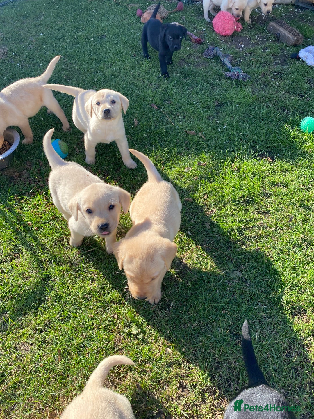 Labrador Retriever dogs for sale: Labrador retriever - Image 9