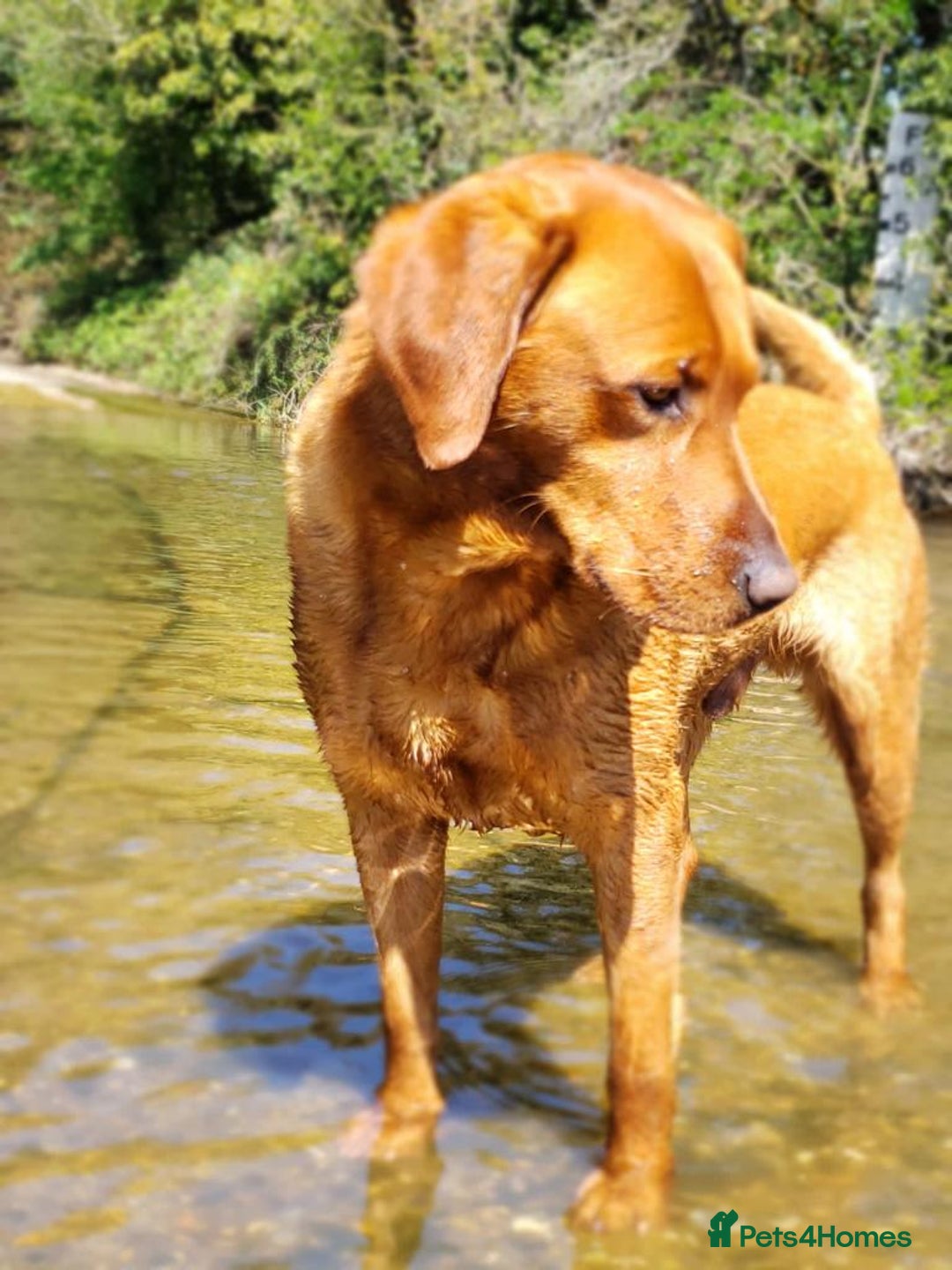 Labrador Retriever dogs for stud: Fox Red Stud Dog, Kennel Club Registered in Chelmsford - Image 18