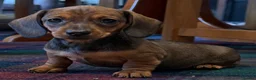 Miniature Dachshund dogs for sale: Miniature dachshund puppies - Advert 2