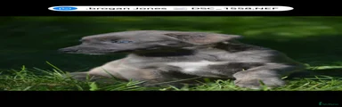 Lurcher Puppy 1