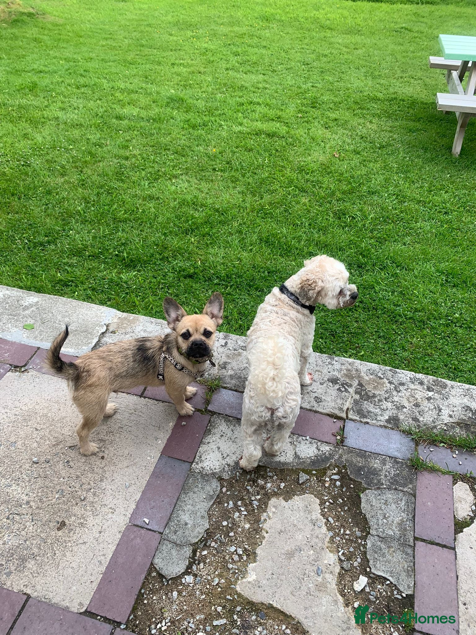 Mixed Breed dogs Rehoming frenchie x shih tzu - Advert 11