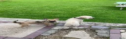 Mixed Breed dogs for sale: Rehoming frenchie x shih tzu in Aberdeen - Advert 1