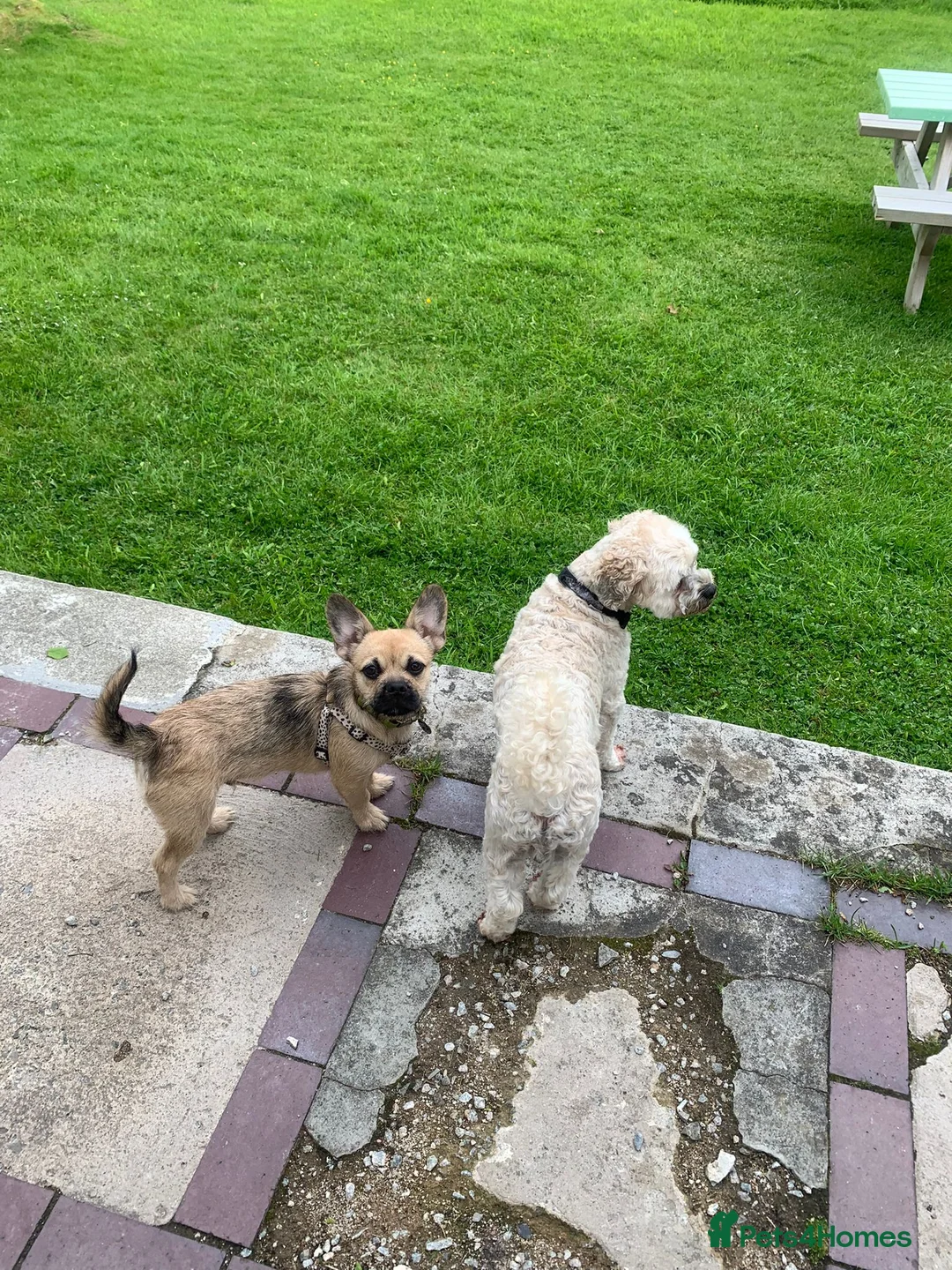 Mixed Breed dogs for sale: Rehoming frenchie x shih tzu in Aberdeen - Advert 1