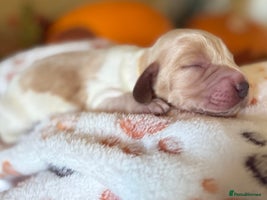 Cocker Spaniel dogs - Advert 4