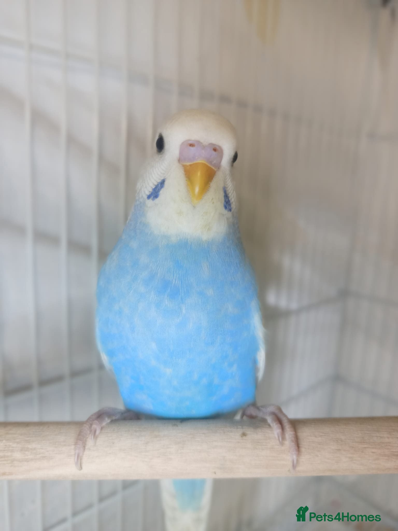 Budgerigars birds Superb home bred beautifully coloured baby budgies - Advert 8