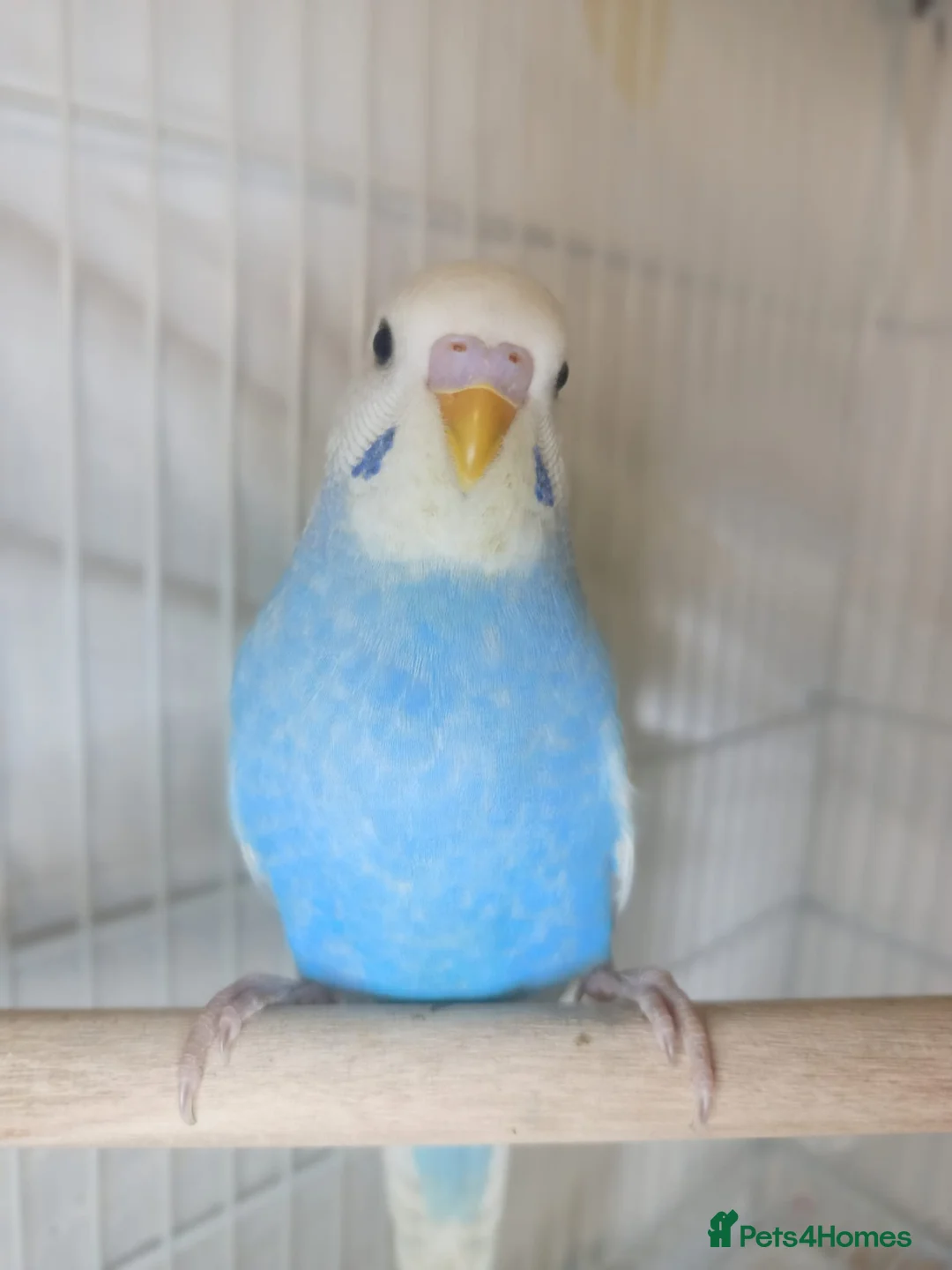 Budgerigars birds for sale: Superb home bred beautifully coloured baby budgies - Advert 1