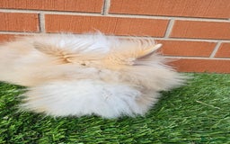 Lionhead rabbits for sale: Double Maned Lionhead Kits - Image 1