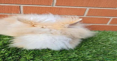 Lionhead rabbits - Advert 7