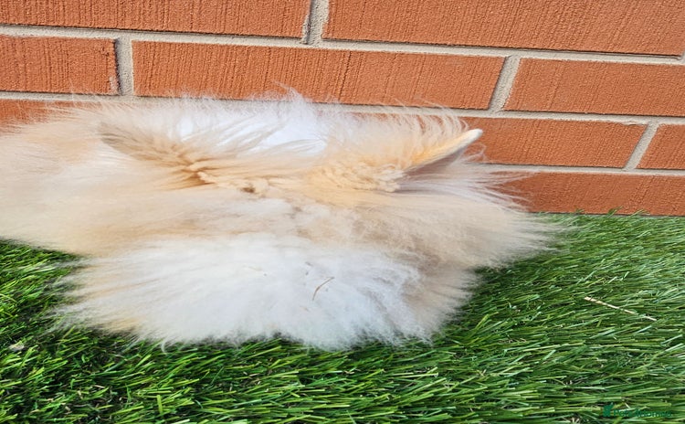 Lionhead rabbits - Advert 4