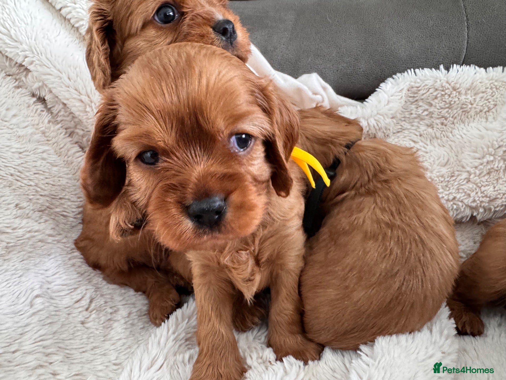 Cavalier King Charles Spaniel dogs Beautiful rubyKC boys health tested parents 😍🐶😍 - Advert 2
