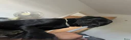 Cane Corso dogs for stud: Panther - Advert 3